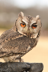オオコノハズク　茨城県植物園
