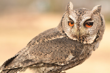 Obraz premium オオコノハズク 茨城県植物園