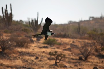 Ave volando en el desierto