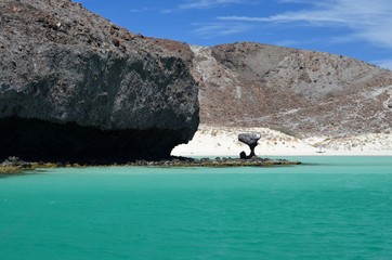 Hongo Playa Balandra en La Paz Baja California Sur