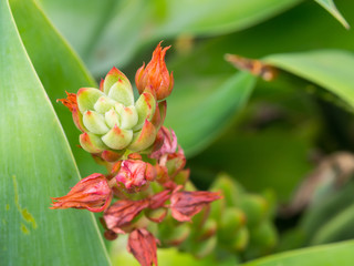 Close up Red pink flower bud of Paddle Plant, the succulent plant in a botanical garden.