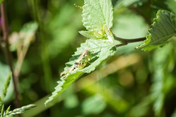 Chapulin también conocido como langosta o saltamontes