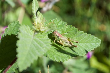 Insecto en paisaje verde