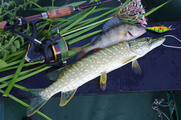 Pike and perch caught on spinning. Fishing