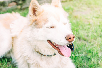 Husky dog with close his eyes smiling