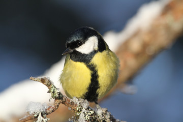 Obraz premium An adult Great Tit (Parus major) perched on a branch covered in lichen and a covering of snow, in the highlands of Scotland.