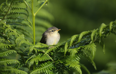 A cute Willow Warbler (Phylloscopus trochilus) chick, perched on bracken. It is waiting for its parents to come and feed it.