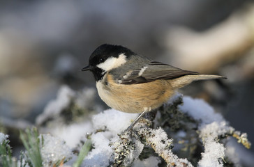 A Coal Tit (Periparus ater) perched on a branch covered in lichen and a covering of snow.