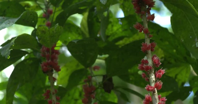 Tilt Down Tropical Flowers on Tree, 4K60p
