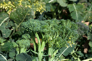 Organic Broccoli plant