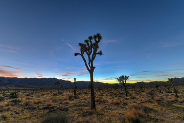 Joshua Tree National Park