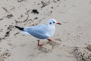 Möwe am Strand