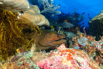 Moray eel