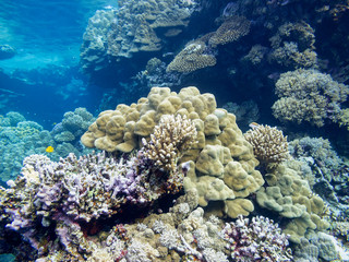 Naklejka na ściany i meble Colorful coral reef on the bottom of tropical sea, underwater landscape
