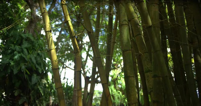Tilt Up Bamboo Trees Medium Shot, 4K60p