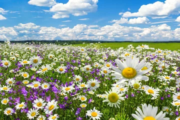 Fototapeten Landschaft mit blühenden Blumen auf Wiese © yanikap