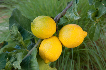Organic Lemon tree