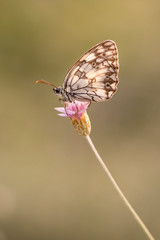 Medioluto mariposa blanca y negra con rombos en las alas posada en una flor y lluvia