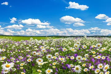 Foto op Plexiglas lentelandschap met bloeiende bloemen op weide © yanikap