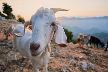 Capra bianca con corna in primo piano con tramonto