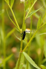 カミキリムシ03