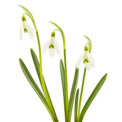 3 spring snowdrop flowers isolated on white background with clipping path