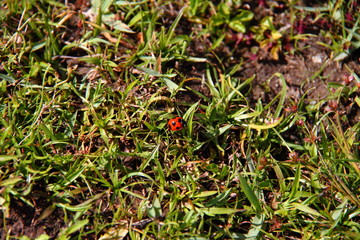 テントウムシ01