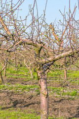 Apple tree close-up in a spring garden