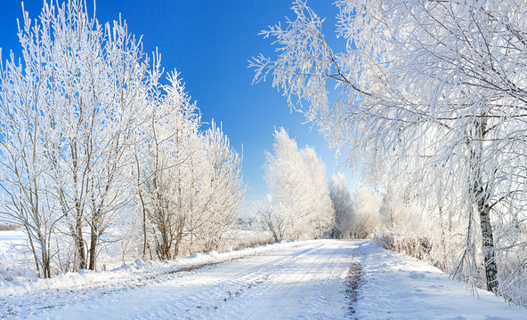  winter rural landscape with forest and road