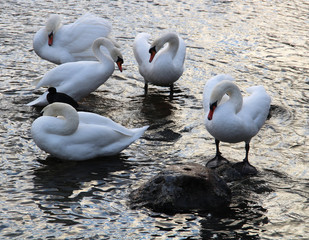 Big white swan on the water surface © Николай Григорьев