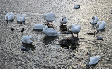 Big white swan on the water surface © Николай Григорьев