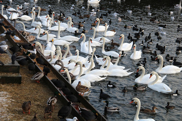 Big white swan on the water surface © Николай Григорьев