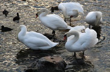 Big white swan on the water surface © Николай Григорьев