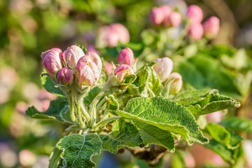 Flower buds of an apple-tree in a spring garden, macro