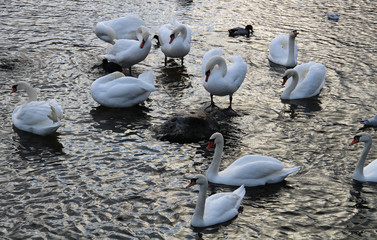 Big white swan on the water surface © Николай Григорьев