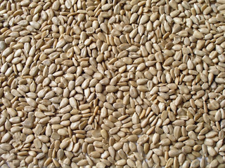 Shelled sunflower seeds background