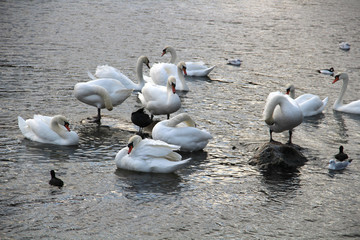 Big white swan on the water surface © Николай Григорьев