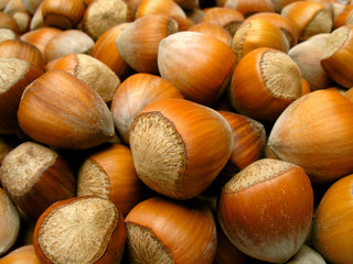 Hazelnut. Macro.