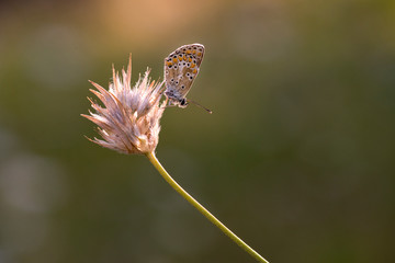 Princesas mariposas de colores y puntitos en macro buena calidad pequeña antenas parda