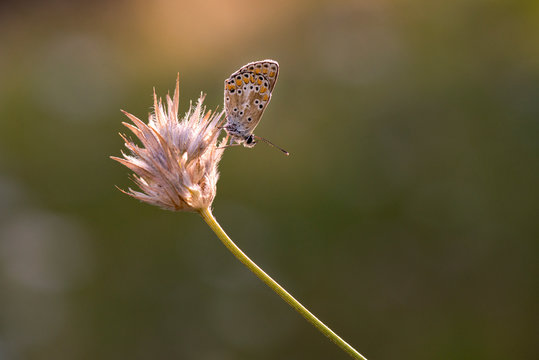 Princesas mariposas de colores y puntitos en macro buena calidad peque&ntilde;a antenas parda