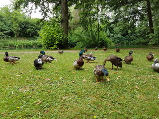 Ente