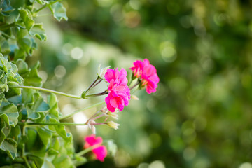 Beautiful pink geraniums in my mother's garden, Serbia