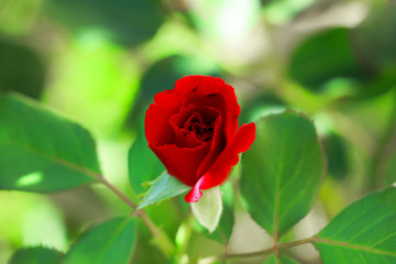 Beautiful red rose in my mother's garden, Serbia