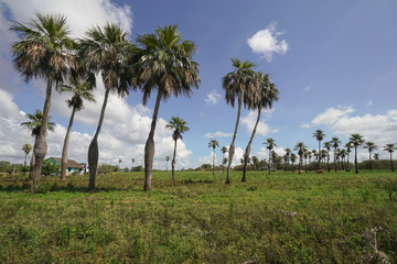 Fototapeta na wymiar Pregnant palm trees in Pinar del Rio in Cuba