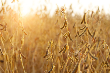 Soy field view against sunlight summer time