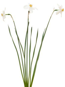  bouquet of narcissus isolated on white background