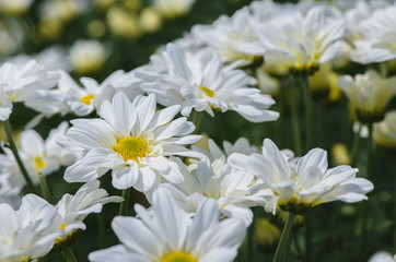 Closed up of White Chrysanthemum Flower