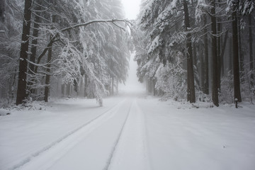 snowy forest, a nice walk through the wintry black forest in germany