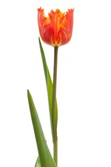 one red-yellow terry tulip isolated on white background with clipping path