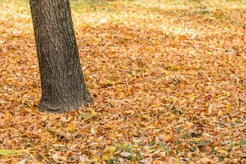 Fototapeta na wymiar Autumn is coming, fall leaves and trunk of a tree, Slovakia